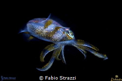 Squid in a night dive by Fabio Strazzi 